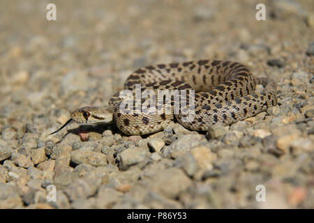Pacific Gopher Snake, Pituophis catenifer Stock Photo