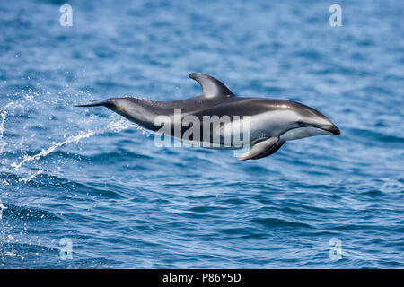 Witgestreepte Dolfijn springt geheel uit het water; Pacific White-sided Dolphin jumping clear out of the water Stock Photo