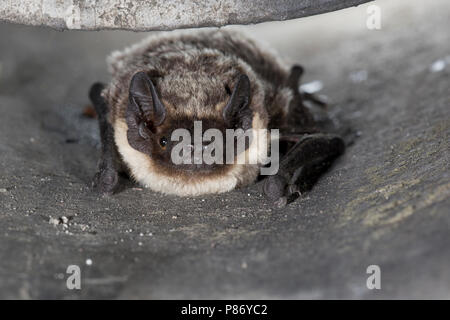 Tweekleurige Vleermuis, Parti-coloured Bat, Vespertilio murinus Stock Photo