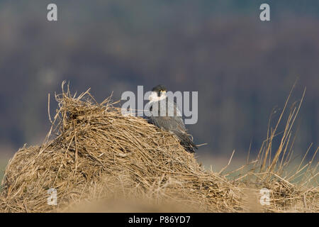 Slechtvalk man op een hoop slootafval;  Peregrine Falcon Male on a stake-out Stock Photo