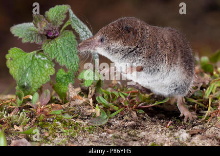 Dwergspitsmuis foeragerend, Eurasian pygmy shrew foraging Stock Photo