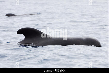 Indische griend bij de Azoren; Short-finned Pilot whale at the Azores Stock Photo