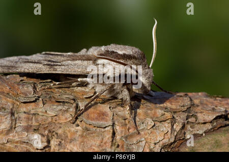 Pine Hawk-moth on branch Netherlands; Dennenpijlstaart op tak Nederland Stock Photo