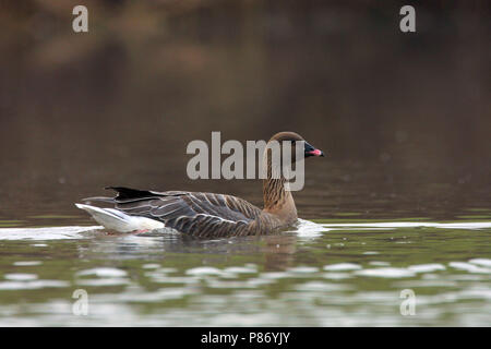 Kleine rietgans zwemmend; Pink-footed Goose swimming Stock Photo