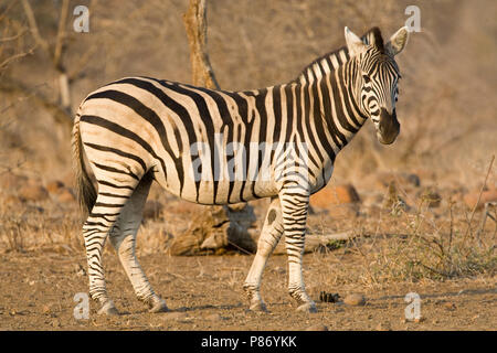 Steppezebra in Kruger Park; Plains Zebra at Kruger Parc Stock Photo