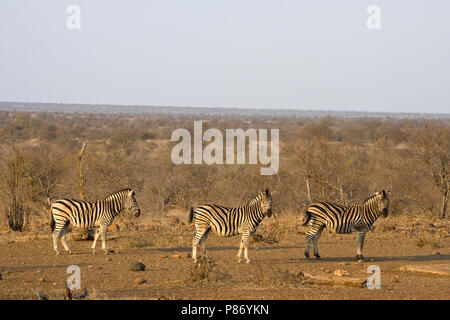 Steppezebra in Kruger Park; Plains Zebra at Kruger Parc Stock Photo