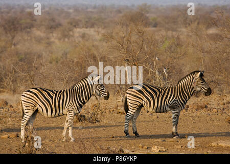 Steppezebra in Kruger Park; Plains Zebra at Kruger Parc Stock Photo