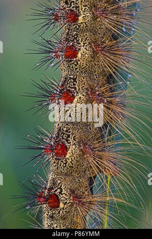 Rups van Plakker, Caterpillar of Gypsy moth Stock Photo - Alamy