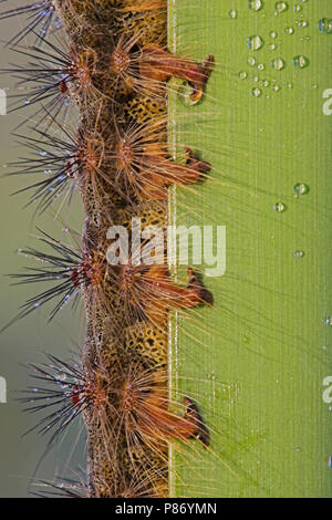 Rups van Plakker, Caterpillar of Gypsy moth Stock Photo - Alamy