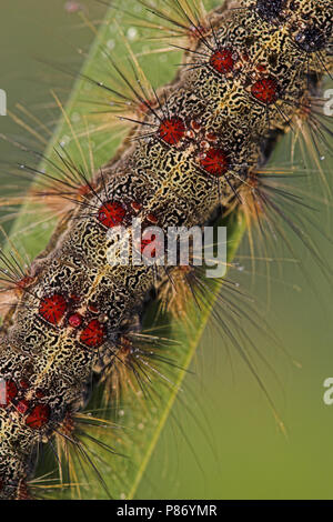 Rups van Plakker, Caterpillar of Gypsy moth Stock Photo - Alamy