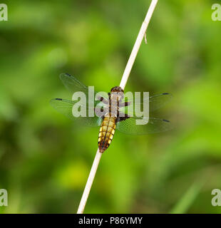 Platbuik; Broad-bodied Chaser Stock Photo
