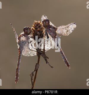 Bloedrode Heidelibel, Ruddy Darter, Sympetrum sanguineum Stock Photo