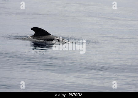 Indische griend, Short-finned Pilot Whale, Globicephala macrorhynchus Stock Photo