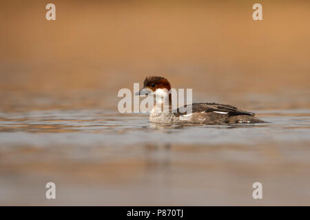nonnetje laagstandpunt vrouw; smew low point of view female; Stock Photo