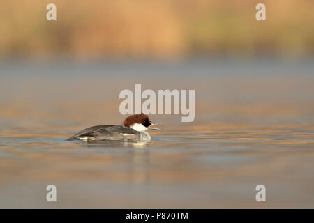 Nonnetje laagstandpunt; Smew female low point of view Stock Photo