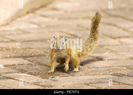 Smith's Bush Squirrel, Paraxerus cepapi Stock Photo