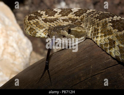 Prairieratelslang in gevangenschap; Southern Pacific Rattlesnake in captivity Stock Photo