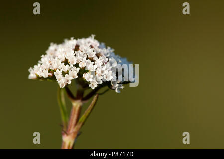 Bloeiende Kleine valeriaan Nederland, Flowering Marsh Valerian Netherlands Stock Photo