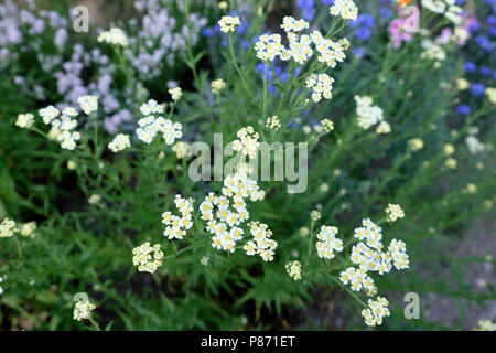 English mace edible herb Achillea ageratum growing with cornflowers and purple lavender in a country garden in July West Wales UK  KATHY DEWITT Stock Photo