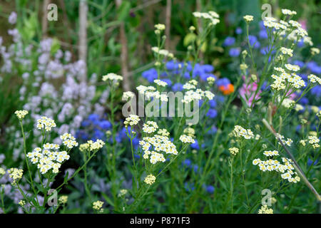 English mace edible herb Achillea ageratum growing with cornflowers and purple lavender in a country garden in July West Wales UK  KATHY DEWITT Stock Photo
