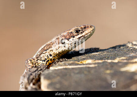 Levendbarende Hagedis; Viviparous Lizard Stock Photo