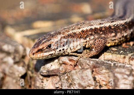 Levendbarende Hagedis; Viviparous Lizard Stock Photo