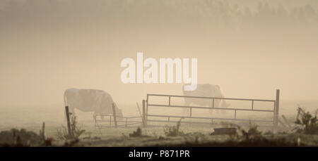 Koeien in ochtend mist Nederland, Cows in morning mist Netherlands Stock Photo