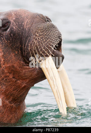 Walrus portret; Walrus close-up Stock Photo