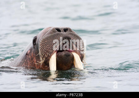 Walrus portret; Walrus close-up Stock Photo