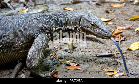 Watervaraan beeldvullend; Southeast Asian Water Monitor close-up Stock Photo