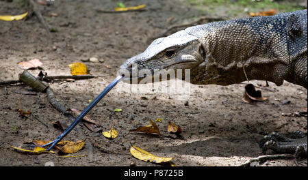 Watervaraan beeldvullend; Southeast Asian Water Monitor close-up Stock Photo