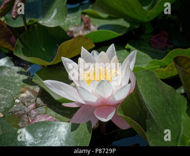 Flower of the European white water lily (Nymphaea alba) growing in the Bishop's Gardens, a public garden in Palma, Mallorca, Spain. Stock Photo