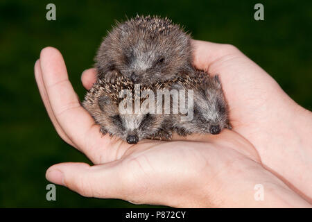 Jonge West Europese egels, West European Hedgehog young Stock Photo