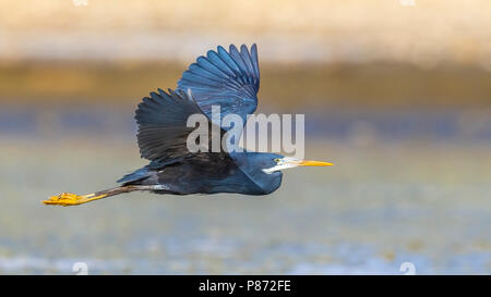Dark morph adult Western Reef Heron flying over Hamata shore in Egypt, Red Sea. May 24, 2014. Stock Photo