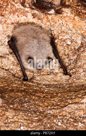 Baardvleermuis; Whiskered Bat Stock Photo
