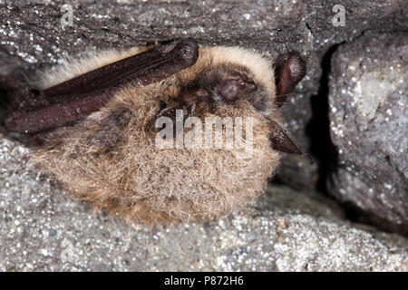 Baardvleermuis; Whiskered Bat Stock Photo