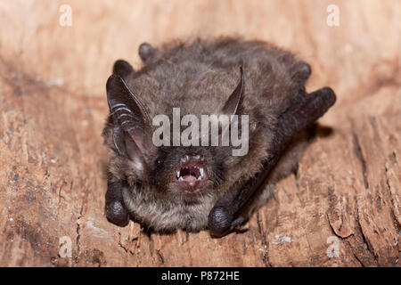 Baardvleermuis, Whiskered bat, Myotis mystacinus Stock Photo
