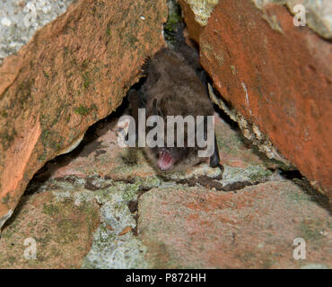 Baardvleermuis, Whiskered bat, Myotis mystacinus Stock Photo