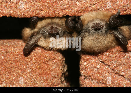Baardvleermuis; Whiskered bat Stock Photo
