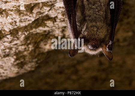 Baardvleermuis; Whiskered bat Stock Photo