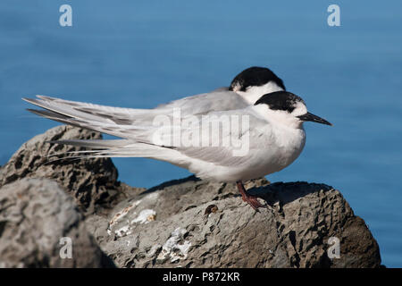 Tarastern; White-fronted Tern; Sterna striata Stock Photo