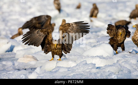 Landing White-tailed Eagle on packice in Hokkaido, Japan. Stock Photo