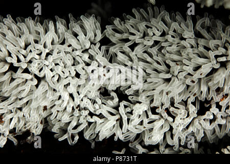 Gewoon ijsvingertje; Coral slime mold; Stock Photo