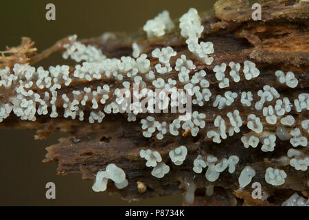 Plasmodiale slijmzwammen; Myxogastria; Stock Photo