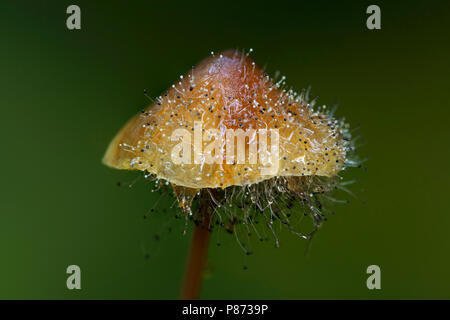 Macro opname van knopschimmel die parasiteert op Prachtmycena; Saffrondrop Bonnet is affected by Spinellus fusiger; Stock Photo