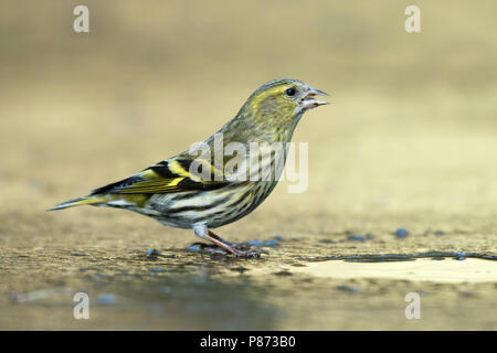 sijs vrouw drinkend op ijs;Siskin female drinking on ice; Stock Photo