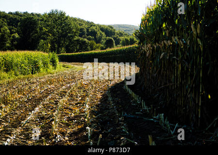 Sweet corn (maize) Growing outside the hamlet of Lexos in the Aveyron valley, part of the commune of Varen, Tarn et Garonne, Occitanie, France Stock Photo