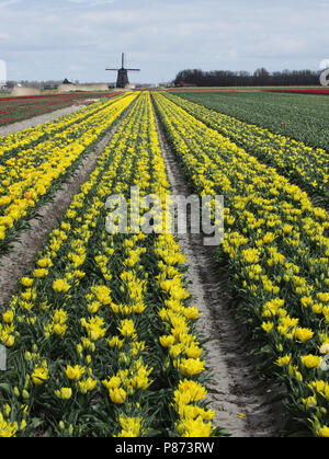Tulpen bij Schagen. Stock Photo