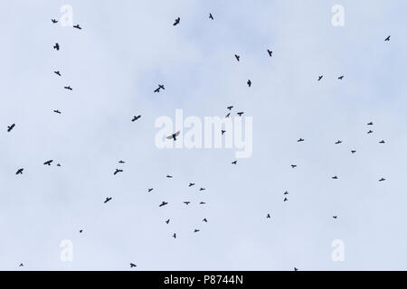 Alpine Chough - Alpendohle - Pyrrhocorax graculus ssp. graculus, Switzerland Stock Photo