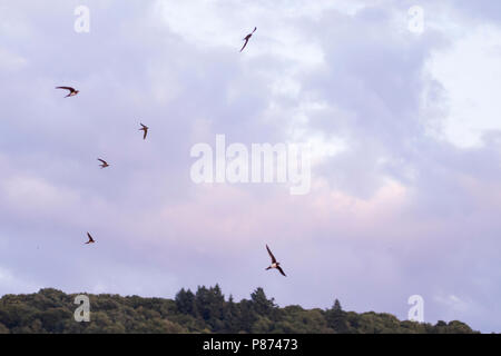 Alpine Swift - Alpensegler - Tachymarptis melba ssp. melba, Germany, adult Stock Photo